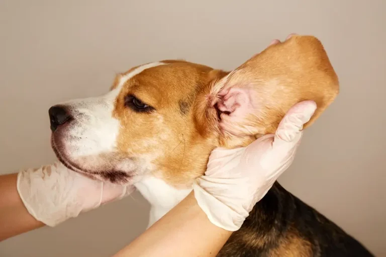 The Dog Ear Microbiome - Why Chronic Ear Problems Start in the Gut