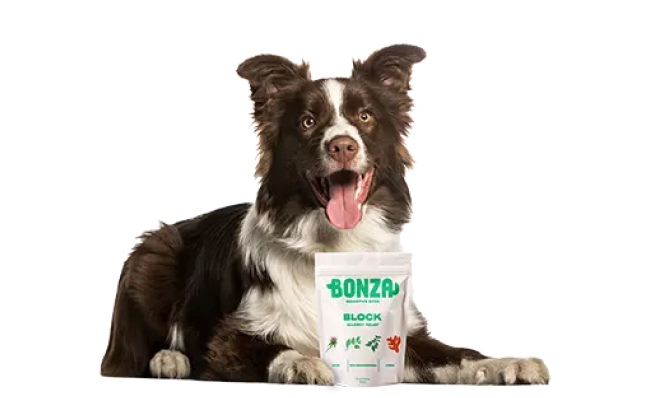 Border collie sitting beside a Bonza food bag