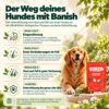 Der Weg deines Hundes mit Banish