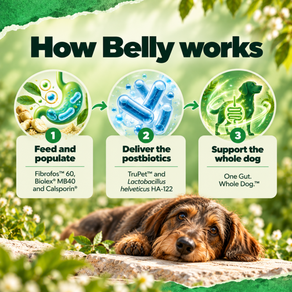 Bonza Belly: how it works
