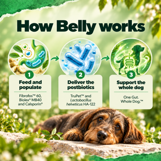 How Bonza Belly supports digestion in dogs