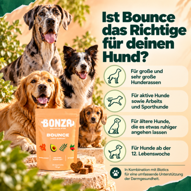 Ist Bonza Bounce das Richtige für deinen Hund
