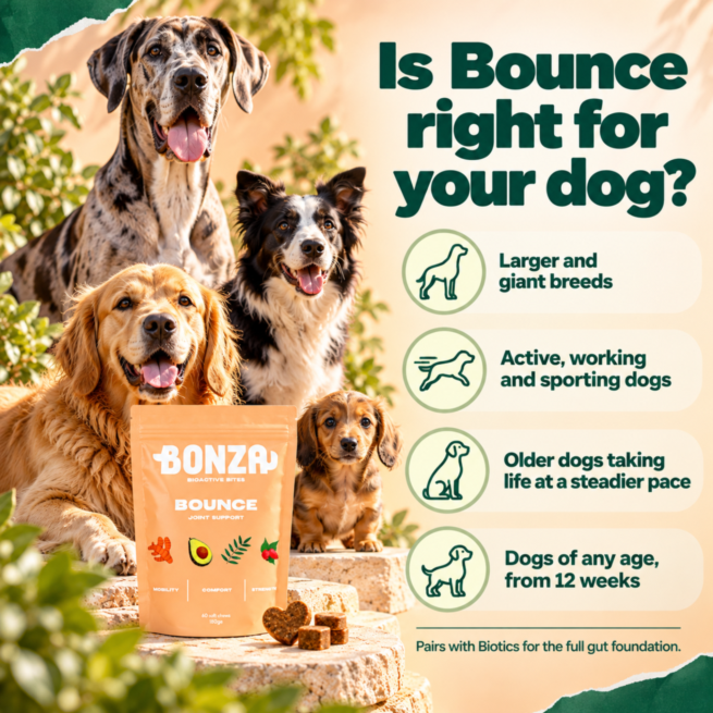 Which dogs Bonza Bounce is for