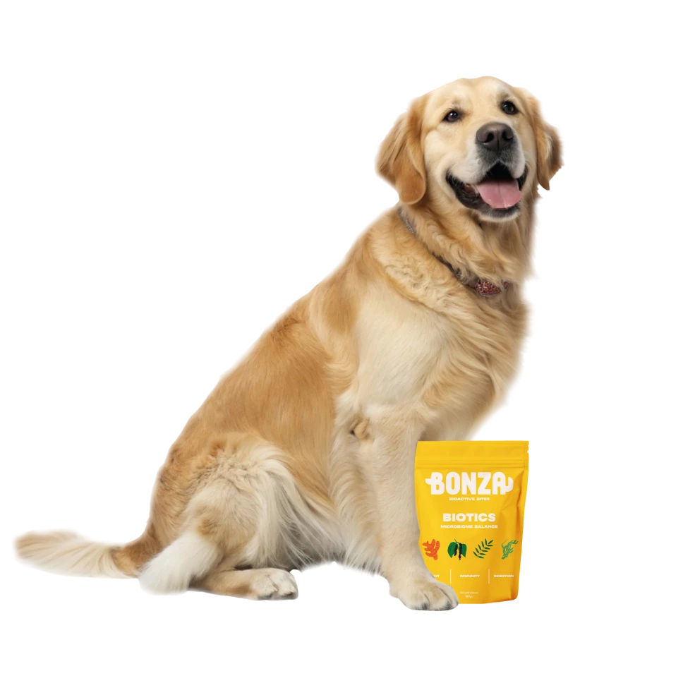 Golden retriever sitting beside a pouch of Bonza Biotics Supplements