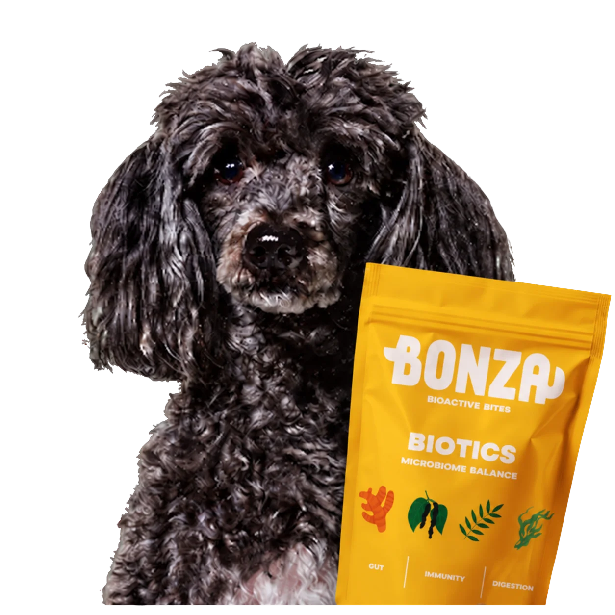 Grey poodle beside a pouch of Bonza Biotics Supplements
