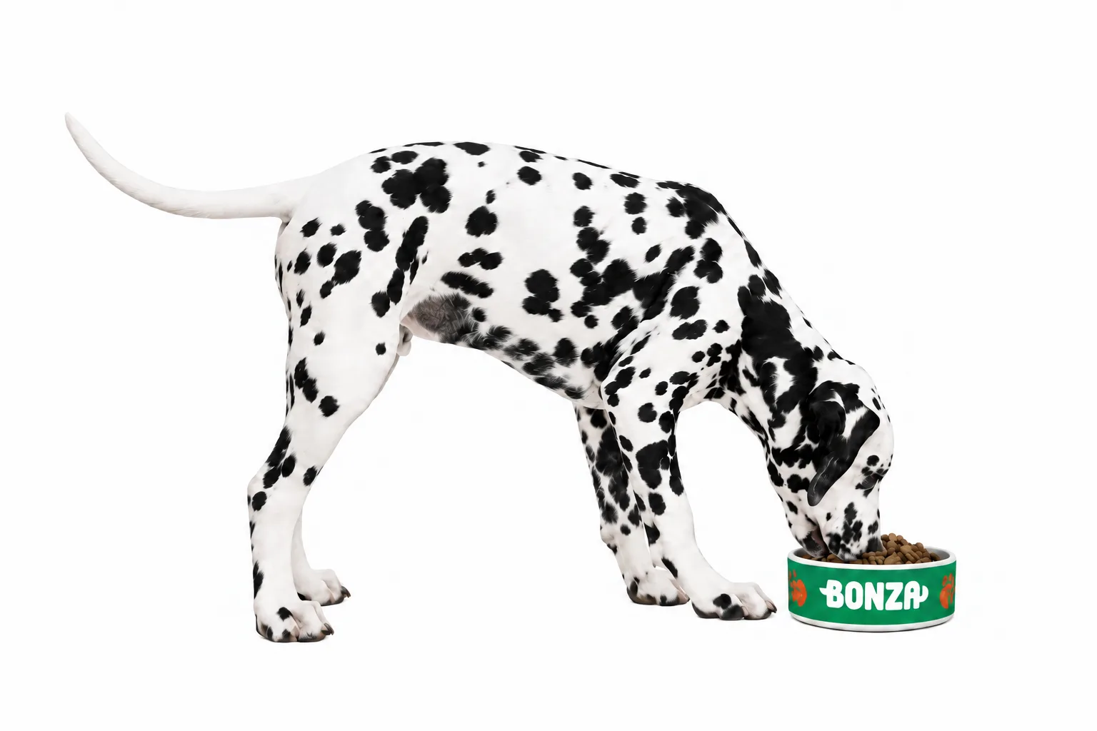 Dalmatian eating Bonza Superfoods and Ancient Grains from a green Bonza bowl