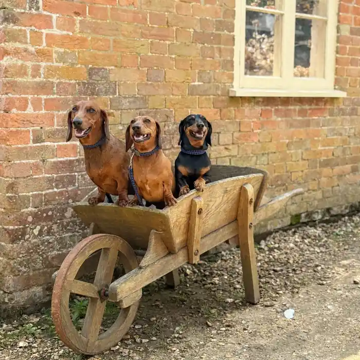 Three dachshunds sitting in a wooden wheelbarrow beside a brick wall, illustrating dog life expectancy by breed