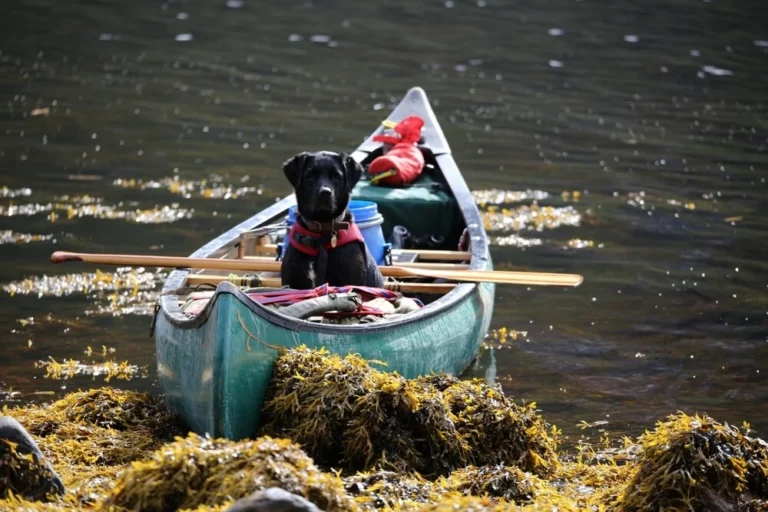 Hondenvoer met zeewier gezondheidsvoordelen voor honden