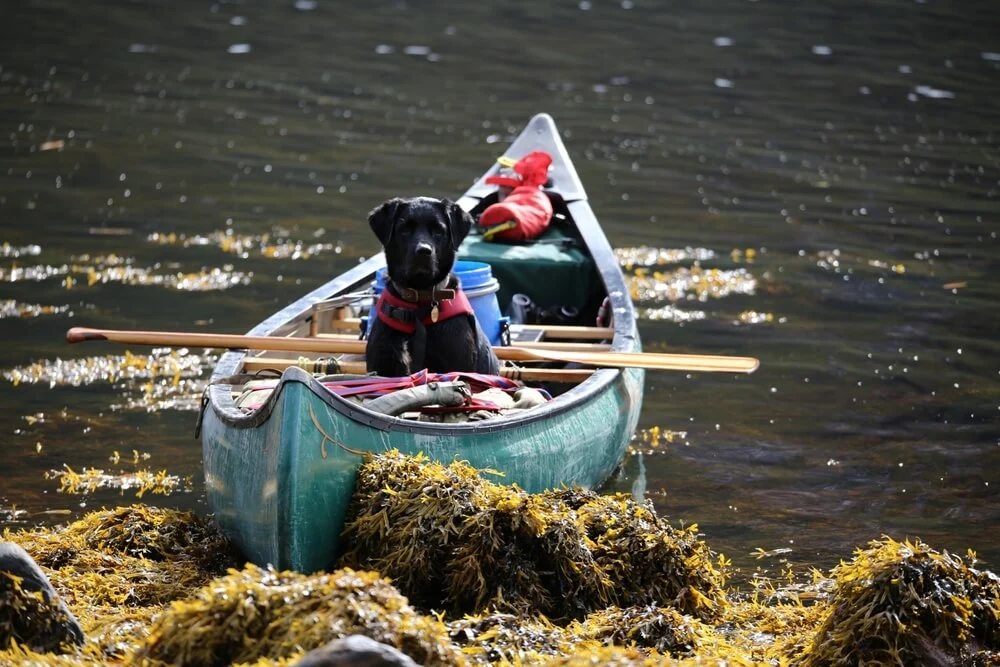 Dog food with seaweed health benefits for canines
