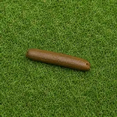 Grade 3: moist, well-formed log