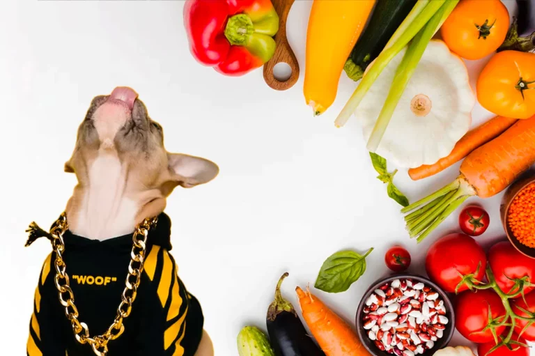 Gesundheitliche Vorteile von Functional Food für Hunde von Superfoods bis Probiotika