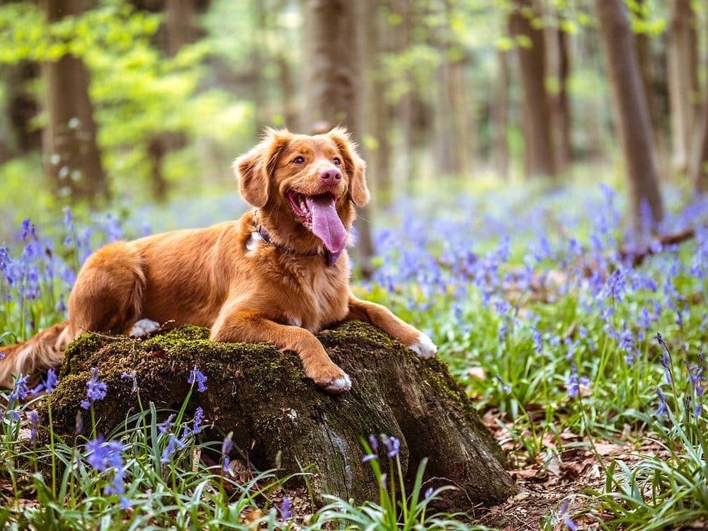 Comida bioactiva para perros: eleva la dieta de tu perro