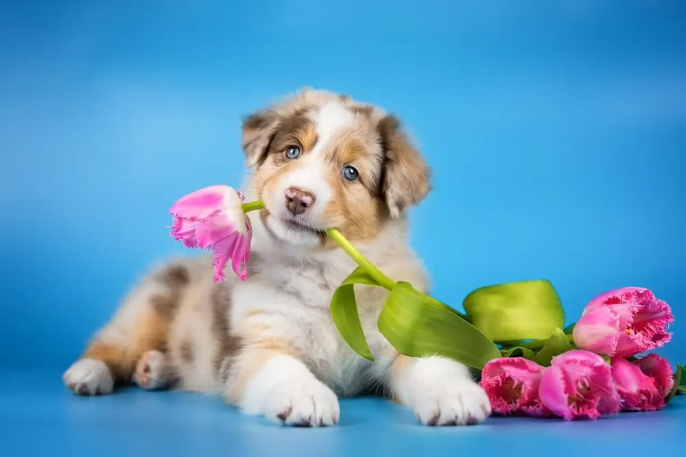 Research Study Reveals No Adverse Effects on Canine Heart Health from Grain-Free Diets Dilated Cardiomyopathy DCM Not Caused By Grain Free Food or Pulses