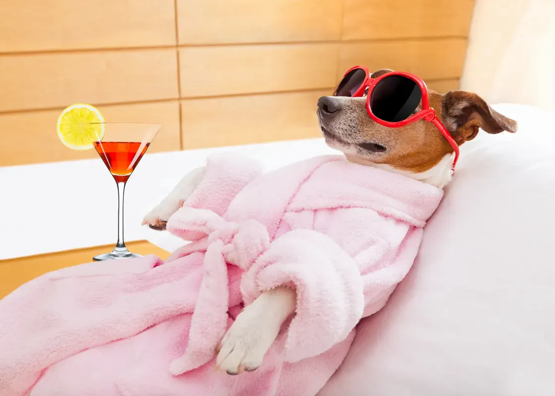 Vegan hondenvoer met spijsverteringsenzymen – Canine Health ontsluiten