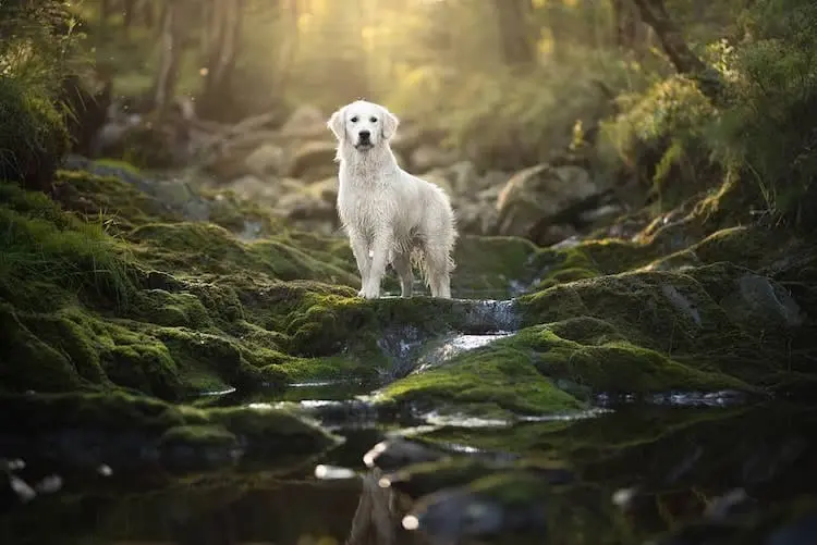 Wet vs Dry Dog Food – Which Is More Environmentally Damaging?